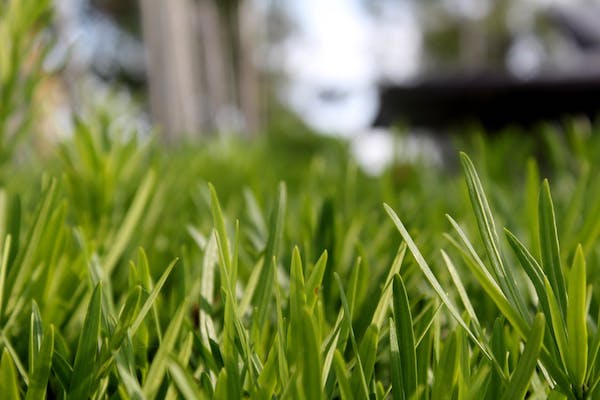 Yard-Maintenance-How-to-Prepare-Your-Garden-and-Lawn-for-Winter