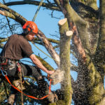 7 Reasons Why Tree Removal Is an Eco-Friendly Idea