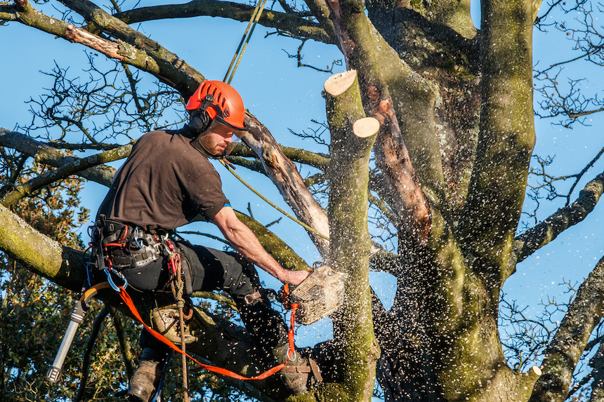 7-Reasons-Why-Tree-Removal-Is-an-Eco-Friendly-Idea-acw-anne-cohen-writes
