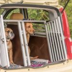 Tips for Traveling With Your Dog