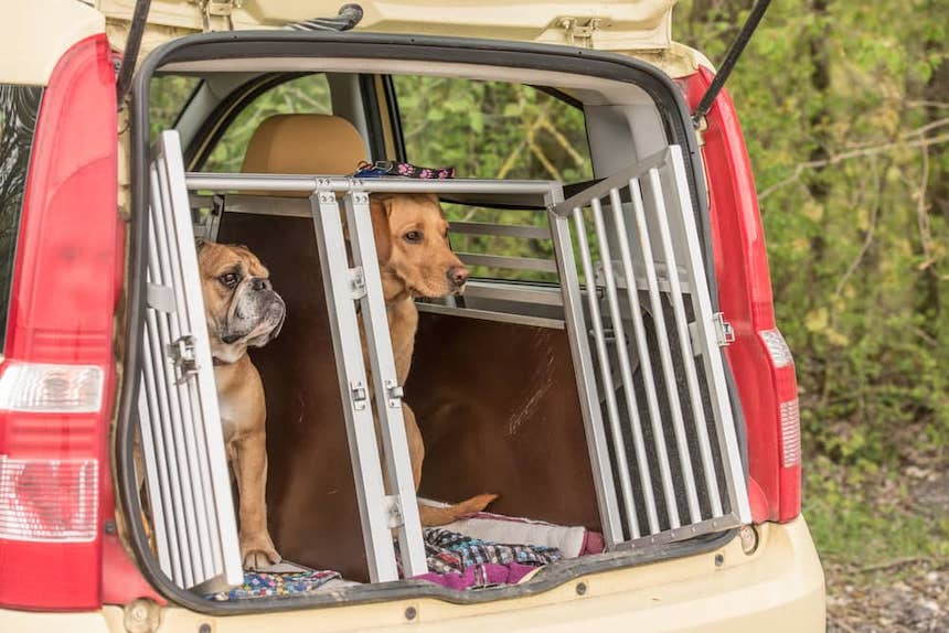 Tips-for-Traveling-With-Your-Dog-anne-cohen-writes-acw