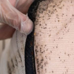 4 Myths You Need to Forget About Bed Bugs
