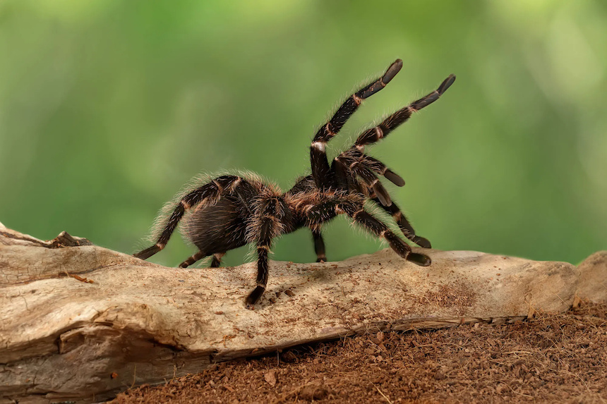 17 Tarantula Accessories: (Must-Have + Nice-To-Have) – Cool Pets Advice