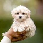 5 Types of Puppies That Are Perfect for First-Time Dog Owners