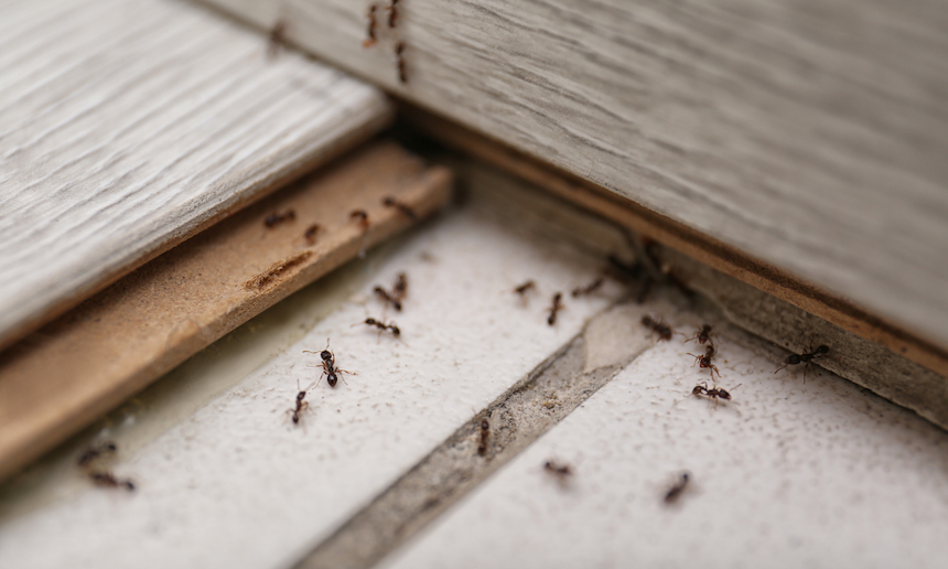 how-to-get-rid-of-ants-naturally