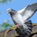 Problems and Solutions of Birds Around the House