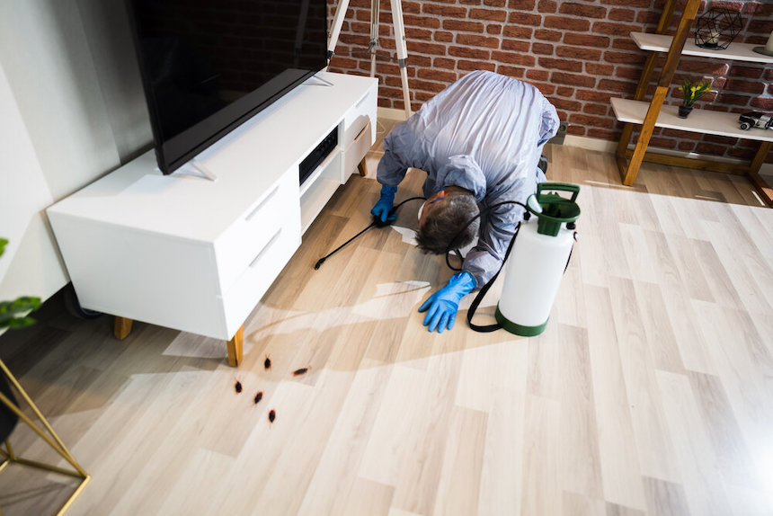 pests-that-ruin-your-wooden-furniture