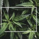 Understanding the Cannabis and Body Connection With Exercise
