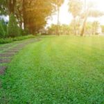 Benefits of Using Organic Lawn Fertilizer