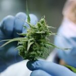 The Benefits of Organic Growing for Cannabis