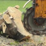 Tree Stump Grinding: Removing Unsightly Stumps From Your Property