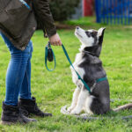 Tips and Resources for Training Your Dog
