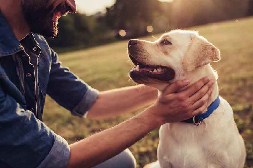 simple-steps-for-caring-about-your-pet-thought-about