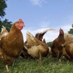 Backyard to Table: Raising Chickens for Sustainability and Food Security