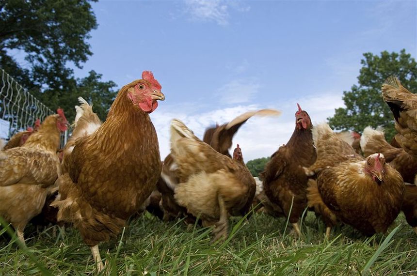 backyard-to-table-raising-chickens-for-sustainability-and-food-security