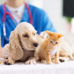 Pet Preventative Care: 5 Ways to Safeguard Your Furry Friend