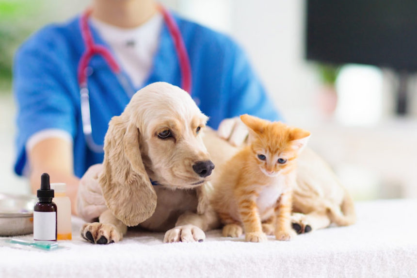 pet-preventative-care-5-ways-to-safeguard-your-furry-friend
