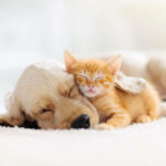 Five Pet Care Basics To Remember
